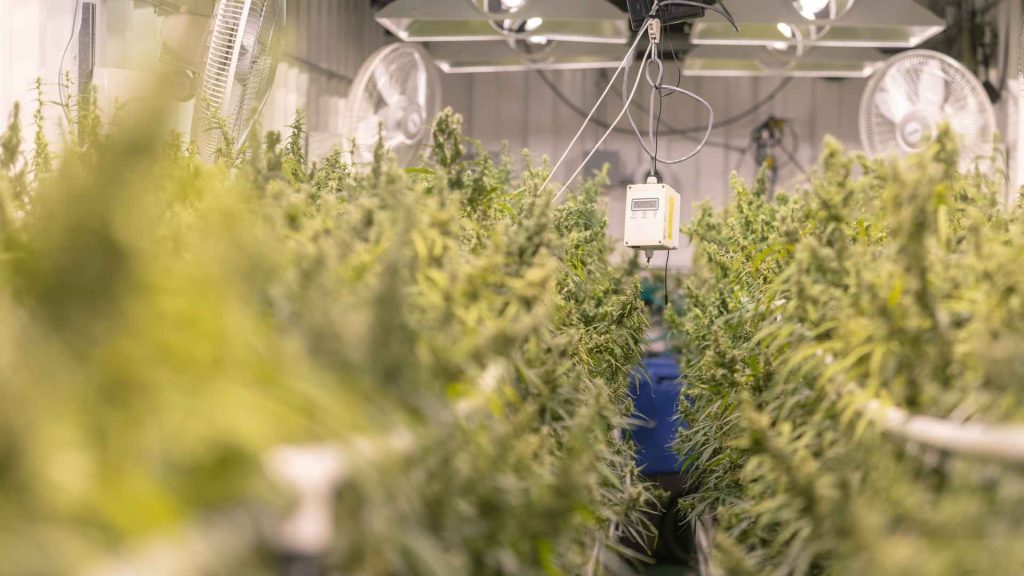 medical cannabis growing