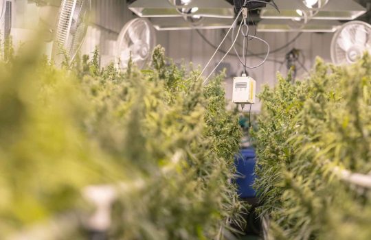 medical cannabis growing2